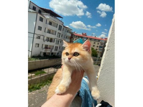 Çok güzel golden dişi british shorthair