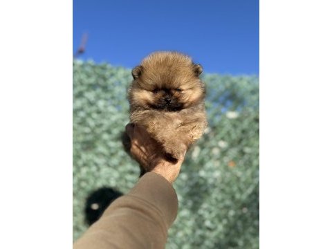 Tea cup orange ayı surat pomeranian boo