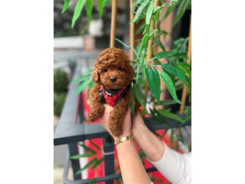 Premium görünümlü toy poodle yavrumuz