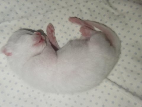 British shorthair sahiplendirme beyaz