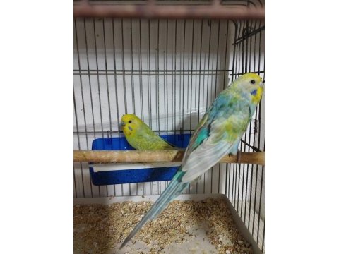 Hazır rainbow takım muhabbet kuşu