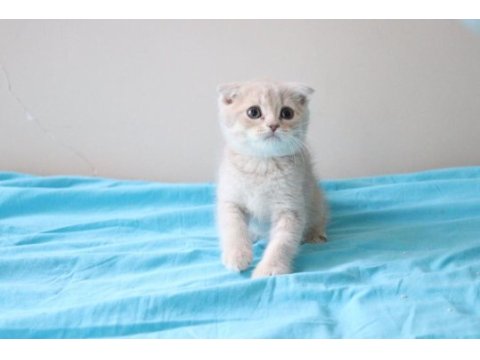 Muhteşem scottish fold bebekler