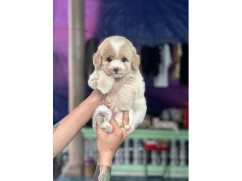 Maltipoo yavrularımız