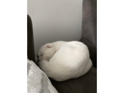 Sevimli oyuncu scottish fold minişimiz (açıklamayı okuyunuz)