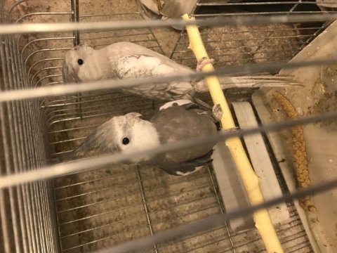 Yavru yumurtalı yumurta hazırlığında sultan papağanları