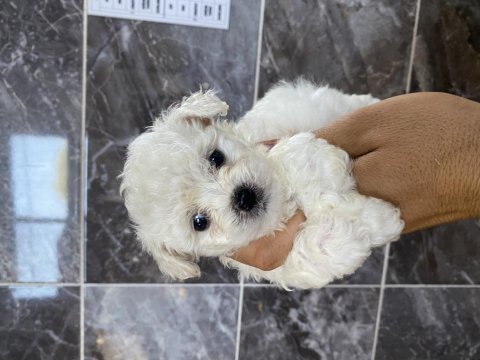 Orjinal bichon frise yavrular