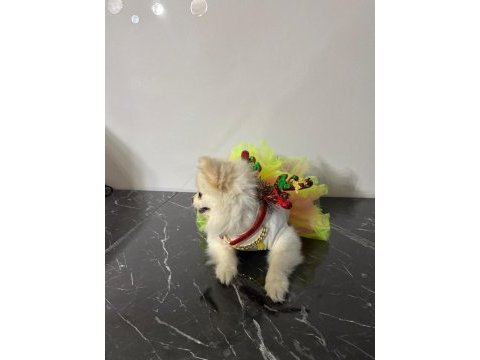 Pomeranian boo kızımız