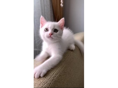 Beyaz british shorthair
