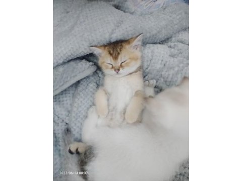 Gold british shorthair yavrumuz rezerveye açılmıştır