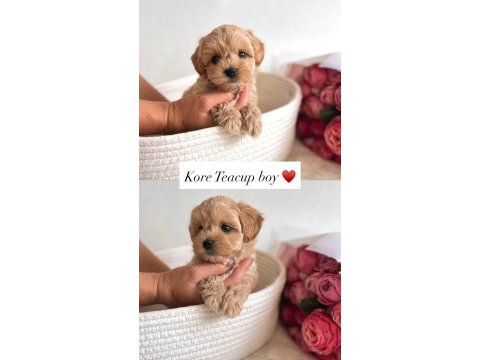 Maltipoo bebeklerimiz kore kan