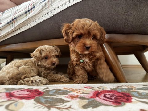 F3 maltipoo kaliteli gen son yavru