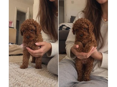 Red toy poodle