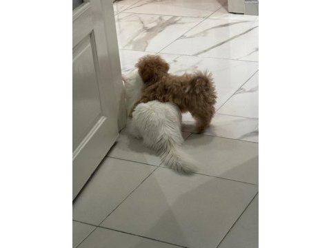 Tuvalet eğitimli aşıları tam maltipoo