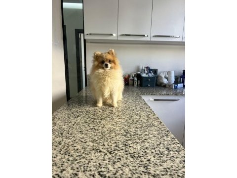 10 aylık pomeranian erkek