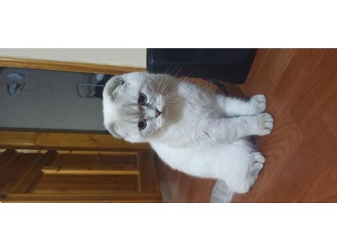 10 aylık scottish fold