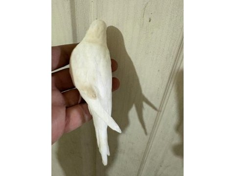31 günlük albino oğlan bebek muhabbet kuşu