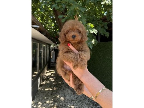 Toy poodle erkek kg garantili