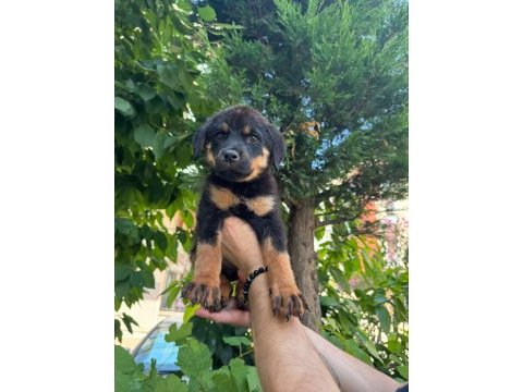 Alman kökenli rottweiler yavruları