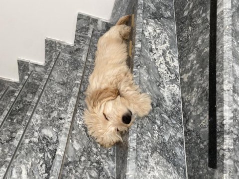 Maltipoo acil sahiplendirme