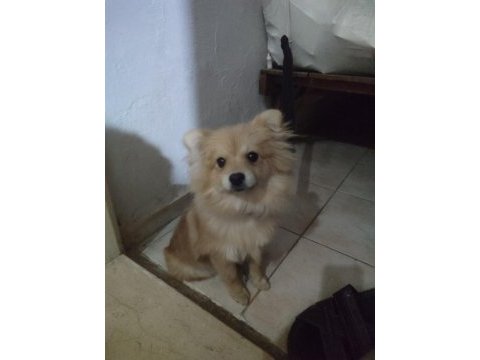 Tilki yüzlü pomeranian cinsi köpeğimiz