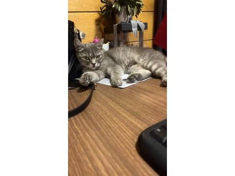 Sağır kedimiz ama çok tatlı