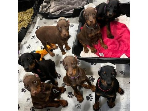 Doberman bebekler sağlık ve ırk garantili teslim