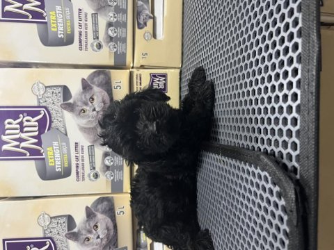 Irkının em güzel morkie örnekleri mağazamızdan