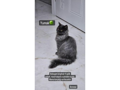 4 aylik erkek british longhair kendisi gibi ismi de yumak
