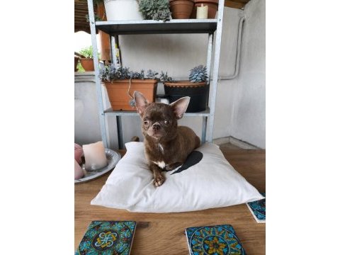 Özel lila renk 1 yaşında dişi chihuahua