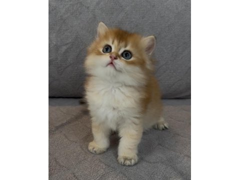 Yakışıklı safkan bir golden british longhair prens