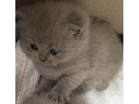 Safkan british shorthair babalık hakkı erkek yavrumuz