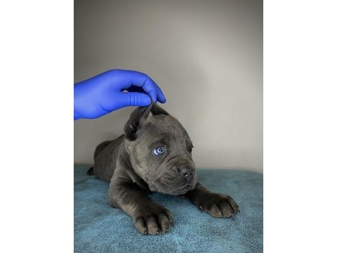 Cane corso yavru denizli