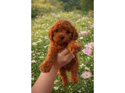 Seçkin kan hattına sahip toy poodle yavrularımız