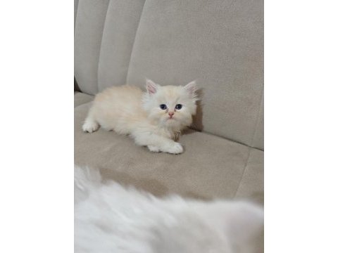 Safkan babadan british longhair erkek