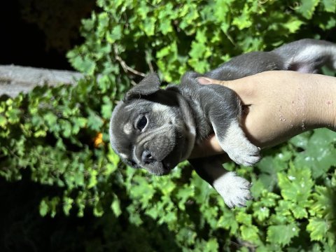 Egzotik french bulldog