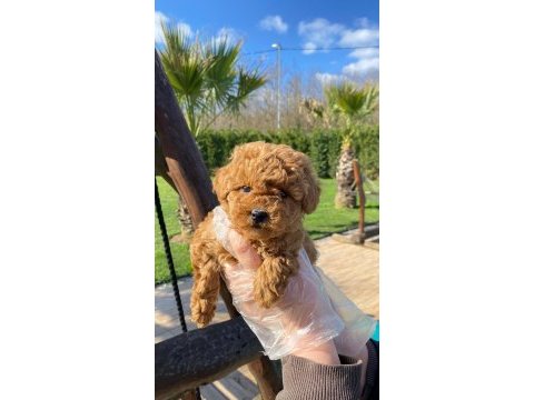 Red brown toy poodle yavruları istanbul