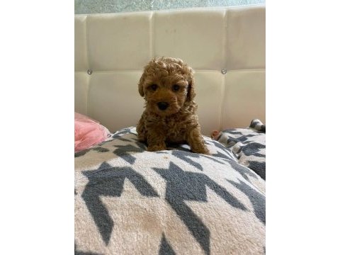 Kore maltipo poodle ayarında