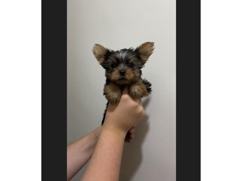 Teacup yorkshire terrier yavrular