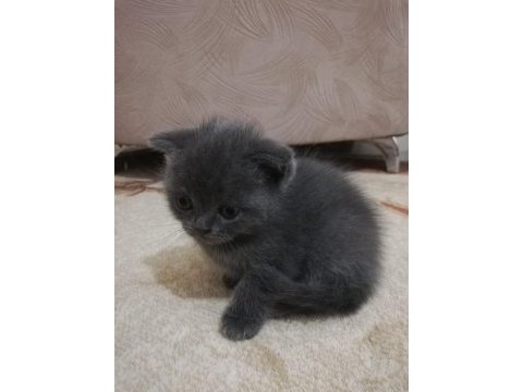 2.5 dişi scottish fold