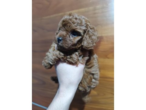 Oyuncak boy toy poodle bebekler
