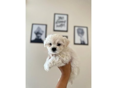 Ruhsatlı üretim çiftliğinden tea cup maltese terrier
