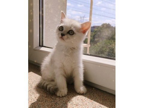 Safkan british shorthair silver