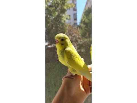 Öğretmenden evde beslenen bakımlı muhabbet kuşları