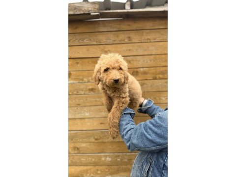 Dev poodle yavrularımız yeni ailelerini bekliyor