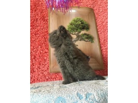 Scottish fold minnoşlarım