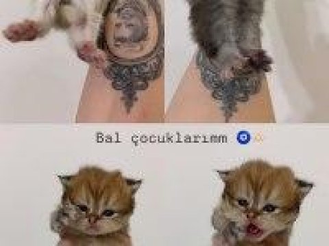Bebiş kedilerimi sahiplendiriyorum 2 beyaz ve 2 gri