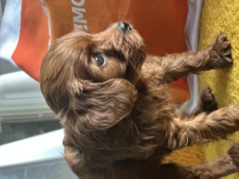 Ankaranın en güzel bebek köpekleri