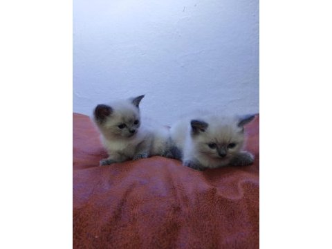 Muhteşem güzellikte ragdoll yavrularımız