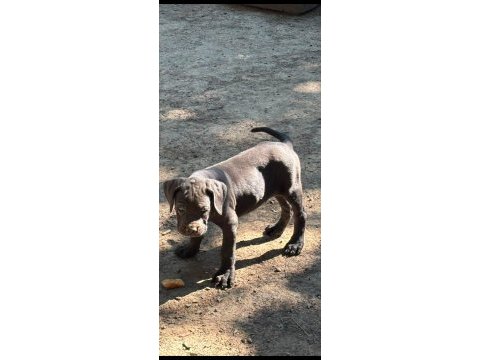 Orjinal cane corso yavru