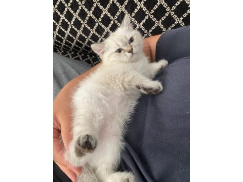 Blue point british shorthair kızımız yeni yuvasını arıyor